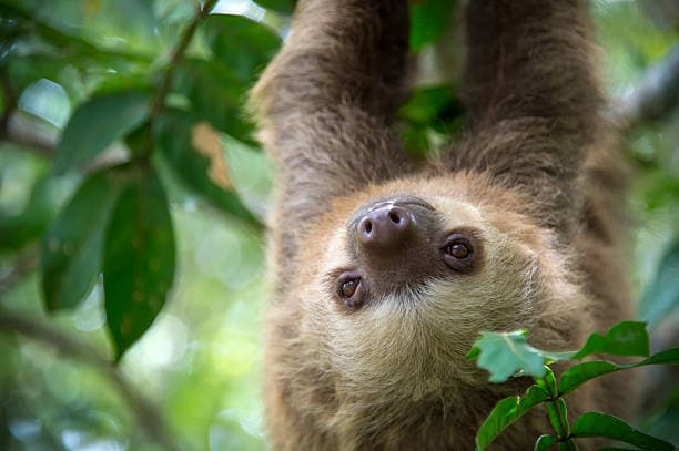 Residency options in Costa Rica for foreigners in 2026