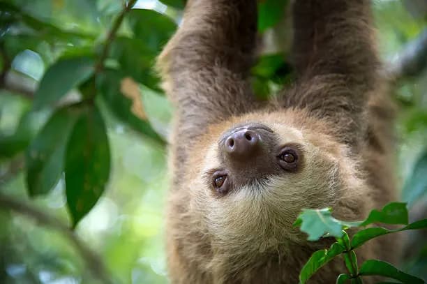 Sloth hanging in a Costa Rica tree